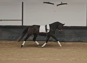 Oldenburger, Stute, 3 Jahre, 155 cm, Dunkelbrauner