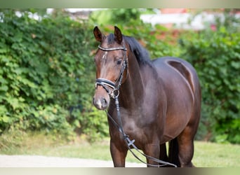 Oldenburger, Stute, 3 Jahre, 155 cm, Dunkelbrauner