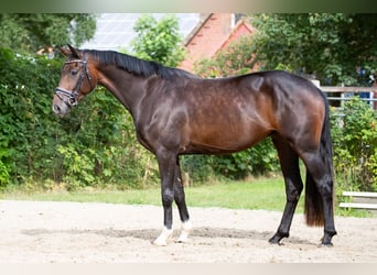 Oldenburger, Stute, 3 Jahre, 155 cm, Dunkelbrauner