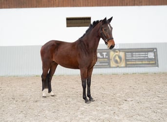 Oldenburger Mix, Stute, 3 Jahre, 156 cm, Brauner