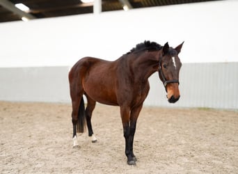 Oldenburger Mix, Stute, 3 Jahre, 156 cm, Brauner