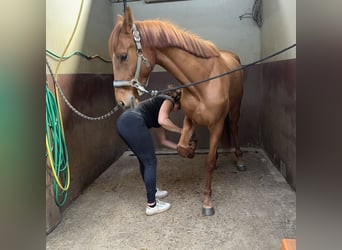 Oldenburger, Stute, 3 Jahre, 159 cm, Fuchs