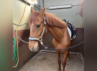 Oldenburger, Stute, 3 Jahre, 159 cm, Fuchs