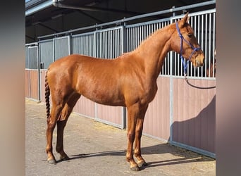 Oldenburger, Stute, 3 Jahre, 159 cm, Fuchs