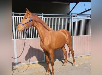 Oldenburger, Stute, 3 Jahre, 159 cm, Fuchs