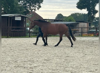 Oldenburger, Stute, 3 Jahre, 160 cm, Brauner