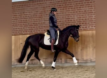 Oldenburger, Stute, 3 Jahre, 160 cm, Dunkelbrauner