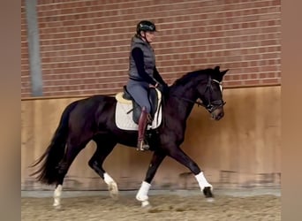 Oldenburger, Stute, 3 Jahre, 160 cm, Dunkelbrauner