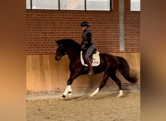 Oldenburger, Stute, 3 Jahre, 160 cm, Dunkelbrauner