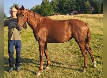 Oldenburger, Stute, 3 Jahre, 160 cm, Fuchs