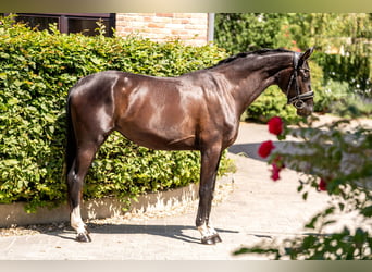 Oldenburger, Stute, 3 Jahre, 160 cm, Rappe