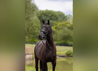 Oldenburger, Stute, 3 Jahre, 160 cm, Rappe