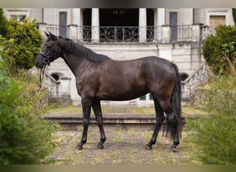 Oldenburger, Stute, 3 Jahre, 160 cm, Rappe