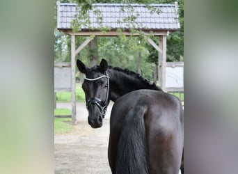 Oldenburger, Stute, 3 Jahre, 160 cm, Rappe