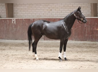 Oldenburger, Stute, 3 Jahre, 160 cm, Rappe