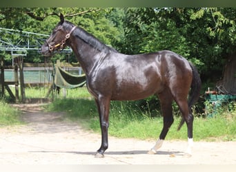 Oldenburger, Stute, 3 Jahre, 160 cm, Rappe