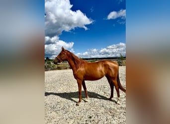 Oldenburger, Stute, 3 Jahre, 161 cm