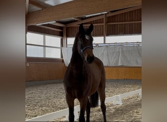 Oldenburger, Stute, 3 Jahre, 161 cm, Dunkelbrauner