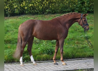 Oldenburger, Stute, 3 Jahre, 161 cm, Dunkelfuchs