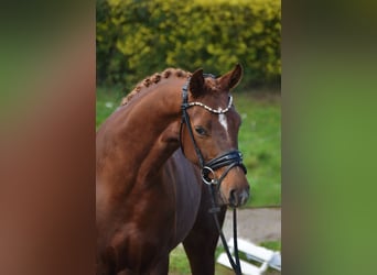 Oldenburger, Stute, 3 Jahre, 161 cm, Dunkelfuchs