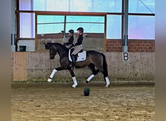 Oldenburger, Stute, 3 Jahre, 162 cm