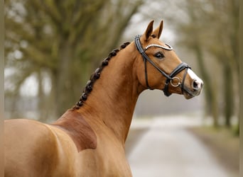 Oldenburger, Stute, 3 Jahre, 162 cm