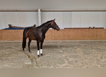 Oldenburger, Stute, 3 Jahre, 162 cm, Dunkelbrauner