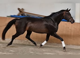 Oldenburger, Stute, 3 Jahre, 162 cm, Dunkelbrauner