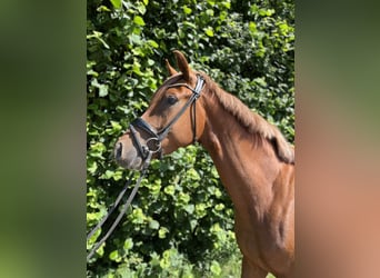 Oldenburger, Stute, 3 Jahre, 162 cm, Dunkelfuchs