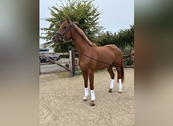 Oldenburger, Stute, 3 Jahre, 162 cm, Dunkelfuchs