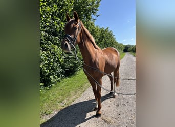 Oldenburger, Stute, 3 Jahre, 162 cm, Dunkelfuchs