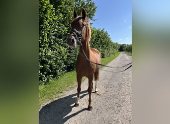 Oldenburger, Stute, 3 Jahre, 162 cm, Dunkelfuchs