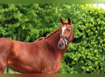 Oldenburger, Stute, 3 Jahre, 162 cm, Fuchs