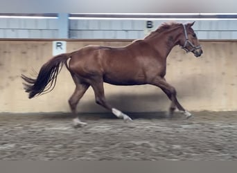 Oldenburger, Stute, 3 Jahre, 162 cm, Fuchs