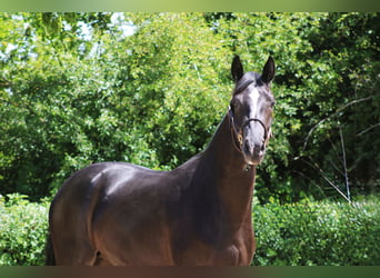Oldenburger, Stute, 3 Jahre, 162 cm, Rappe