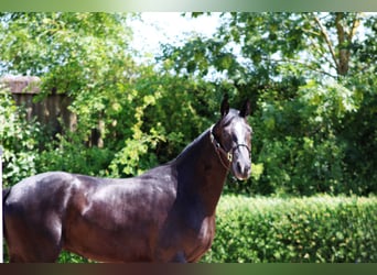 Oldenburger, Stute, 3 Jahre, 162 cm, Rappe