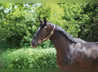 Oldenburger, Stute, 3 Jahre, 162 cm, Rappe