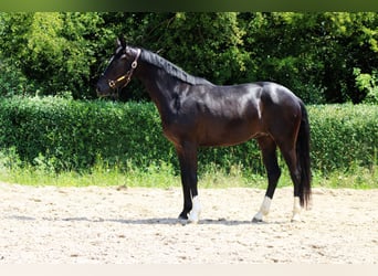 Oldenburger, Stute, 3 Jahre, 162 cm, Rappe