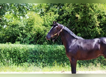 Oldenburger, Stute, 3 Jahre, 162 cm, Rappe