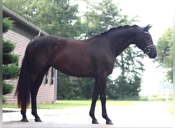 Oldenburger, Stute, 3 Jahre, 162 cm, Rappe