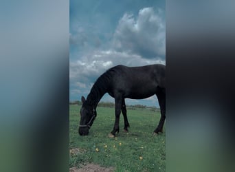 Oldenburger Mix, Stute, 3 Jahre, 162 cm, Rappschimmel