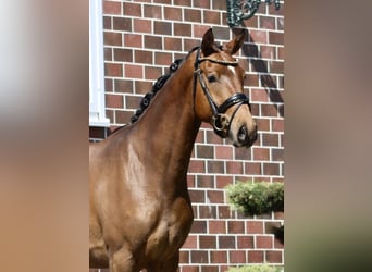 Oldenburger, Stute, 3 Jahre, 163 cm, Brauner