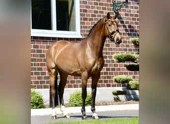 Oldenburger, Stute, 3 Jahre, 163 cm, Brauner