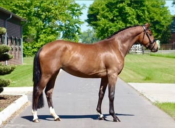 Oldenburger, Stute, 3 Jahre, 163 cm, Brauner