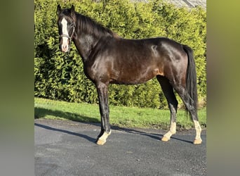 Oldenburger, Stute, 3 Jahre, 163 cm, Dunkelbrauner