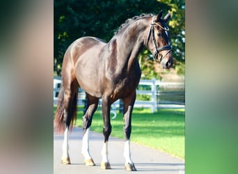 Oldenburger, Stute, 3 Jahre, 163 cm, Dunkelbrauner