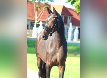 Oldenburger, Stute, 3 Jahre, 163 cm, Dunkelbrauner