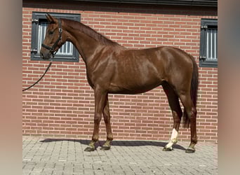 Oldenburger, Stute, 3 Jahre, 163 cm, Dunkelfuchs