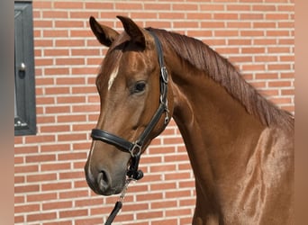 Oldenburger, Stute, 3 Jahre, 163 cm, Dunkelfuchs
