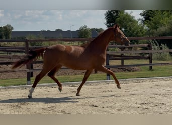 Oldenburger, Stute, 3 Jahre, 163 cm, Dunkelfuchs